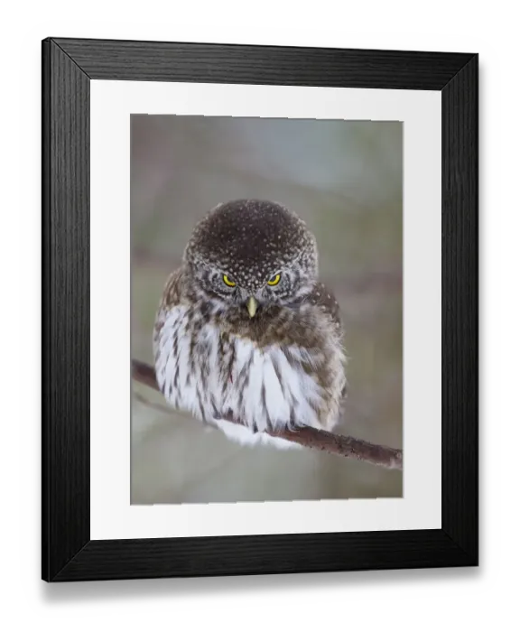 Framed Print : Pygmy owl (Glaucidium passerinum) perched on branch. Helsinki, Finland. January Framed Print : Pygmy owl (Glaucidium passerinum) perched on branch. Helsinki, Finland. January