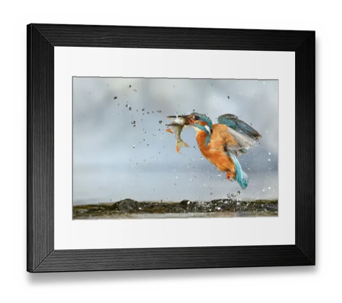 Framed Print : Kingfisher (Alcedo atthis) male, after diving, taking off from water with fish, a Common Roach (Rutilus rutilus) Lorraine, France, July Framed Print : Kingfisher (Alcedo atthis) male, after diving, taking off from water with fish, a Common Roach (Rutilus rutilus) Lorraine, France, July