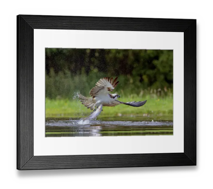 Framed Print : Osprey (Pandion haliaetus) catching a fish, Scotlad, UK, July Framed Print : Osprey (Pandion haliaetus) catching a fish, Scotlad, UK, July