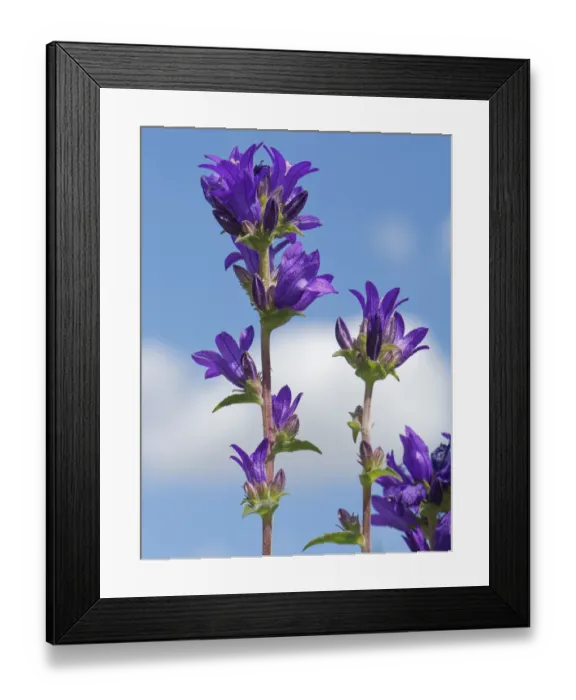 Framed Print : Clustered bellflower (Campanula glomerata) against sky. Pewsey Downs National Nature Framed Print : Clustered bellflower (Campanula glomerata) against sky. Pewsey Downs National Nature