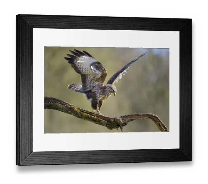 Framed Print : Buzzard (Buteo buteo) landing on branch in winter, Lorraine, France, February Framed Print : Buzzard (Buteo buteo) landing on branch in winter, Lorraine, France, February