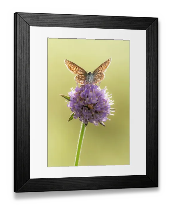 Framed Print : Common blue butterfly (Polyommatus icarus) resting on Devil's bit scabious (Succisa pratensis). Devon, England, UK. August Framed Print : Common blue butterfly (Polyommatus icarus) resting on Devil's bit scabious (Succisa pratensis). Devon, England, UK. August