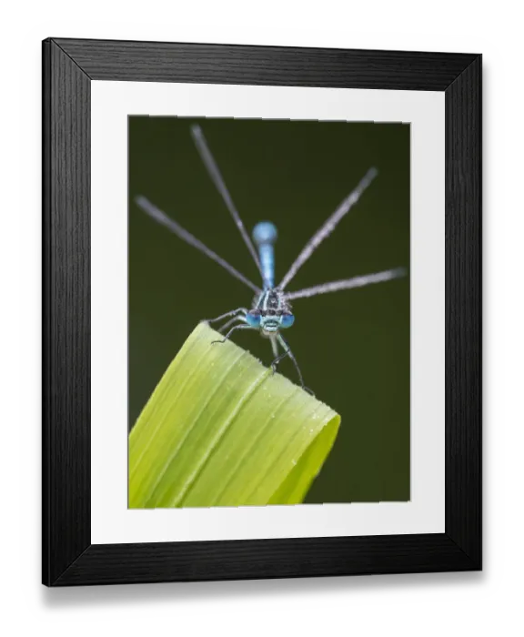 Framed Print : Common blue damselfly (Enallagma cyathigerum) resting on leaf. Cornwall, England, UK. May