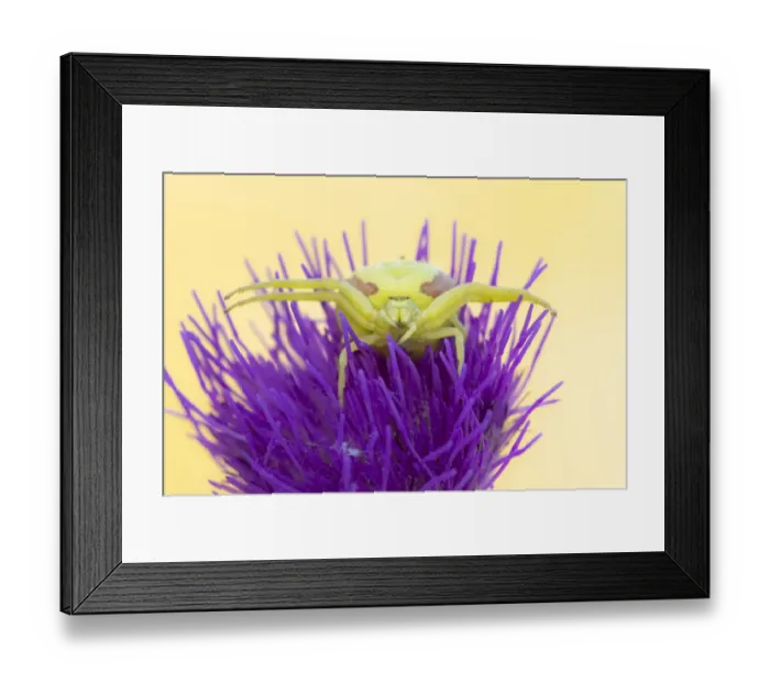 Framed Print : Crab spider (Misumena vatia) waiting for prey on Meadow thistle (Cirsium dissectum) Framed Print : Crab spider (Misumena vatia) waiting for prey on Meadow thistle (Cirsium dissectum)