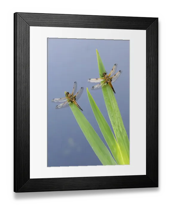 Framed Print : Four-spotted chaser dragonfly (Libellula quadrimaculata), two resting on reeds Framed Print : Four-spotted chaser dragonfly (Libellula quadrimaculata), two resting on reeds