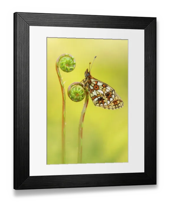 Framed Print : Small pearl-bordered fritillary butterfly (Boloria selene) roosting on Hard fern (Blechnum spicant) fiddlehead. Marsland Valley Wildlife Trusts Reserve, Cornwall, England, UK. June Framed Print : Small pearl-bordered fritillary butterfly (Boloria selene) roosting on Hard fern (Blechnum spicant) fiddlehead. Marsland Valley Wildlife Trusts Reserve, Cornwall, England, UK. June