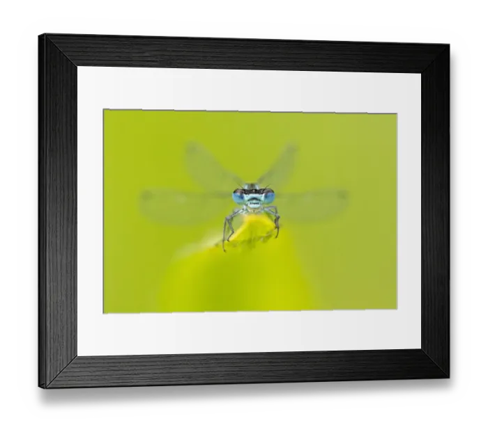 Framed Print : Azure damselfly (Coenagrion puella) resting on leaf. Cornwall, England, UK. July Framed Print : Azure damselfly (Coenagrion puella) resting on leaf. Cornwall, England, UK. July