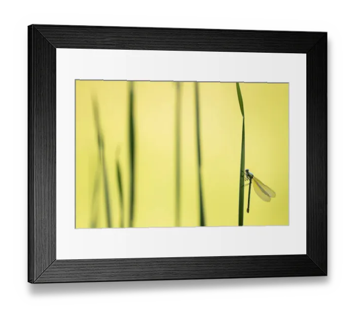 Framed Print : Banded demoiselle damselfly (Calopteryx splendens) female roosting amongst reeds Framed Print : Banded demoiselle damselfly (Calopteryx splendens) female roosting amongst reeds