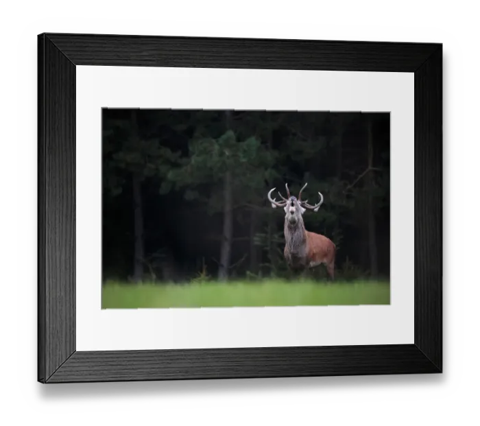 Framed Print : Red deer (Cervus elaphus) in the pine forest bellowing during the rutting season Framed Print : Red deer (Cervus elaphus) in the pine forest bellowing during the rutting season