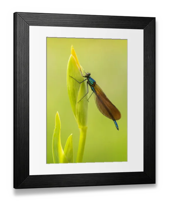 Framed Print : Beautiful demoiselle damselfly (Calopteryx virgo) female resting on Yellow iris Framed Print : Beautiful demoiselle damselfly (Calopteryx virgo) female resting on Yellow iris