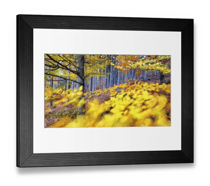 Framed Print : Autumn European beech (Fagus sylvatica) and pine forest in the background photographed with a wide angle lens on a windy day. Owl Mountains, Poland. November Framed Print : Autumn European beech (Fagus sylvatica) and pine forest in the background photographed with a wide angle lens on a windy day. Owl Mountains, Poland. November