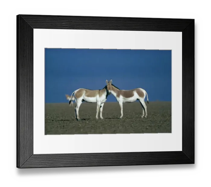 Framed Print : Two male Indian Wild Asses (Equus hemionus khur), looking like they share a single head Framed Print : Two male Indian Wild Asses (Equus hemionus khur), looking like they share a single head