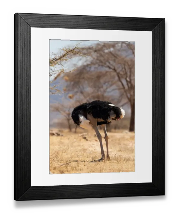 Framed Print : Ostrich (Struthio camelus) male preening, looking headless, Samburu Reserve, Kenya Framed Print : Ostrich (Struthio camelus) male preening, looking headless, Samburu Reserve, Kenya
