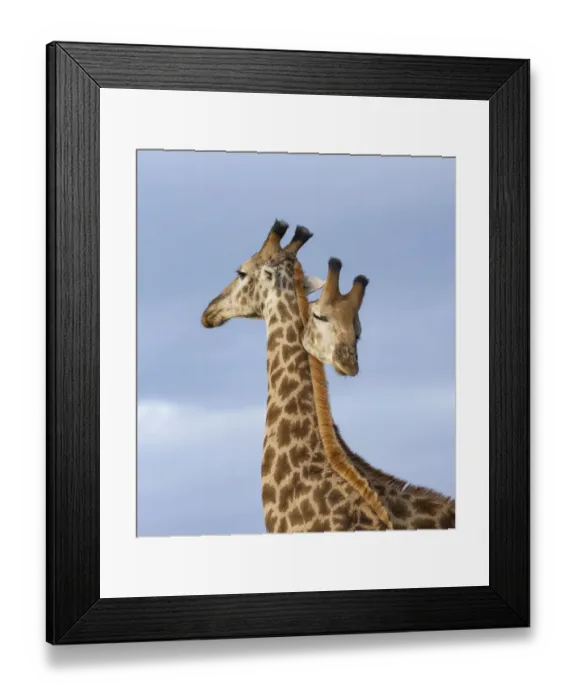 Framed Print : South African / Cape giraffe (Giraffa camelopardalis giraffa), two males necking / mock fighting, looking like a double headed animal, Zimanga Private Game Reserve, Zululand, South Africa Framed Print : South African / Cape giraffe (Giraffa camelopardalis giraffa), two males necking / mock fighting, looking like a double headed animal, Zimanga Private Game Reserve, Zululand, South Africa