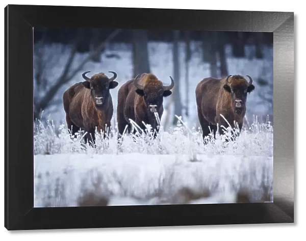 European Bison (Bison bonasus) in winter, Bia┼éowieza National Park, Poland. January