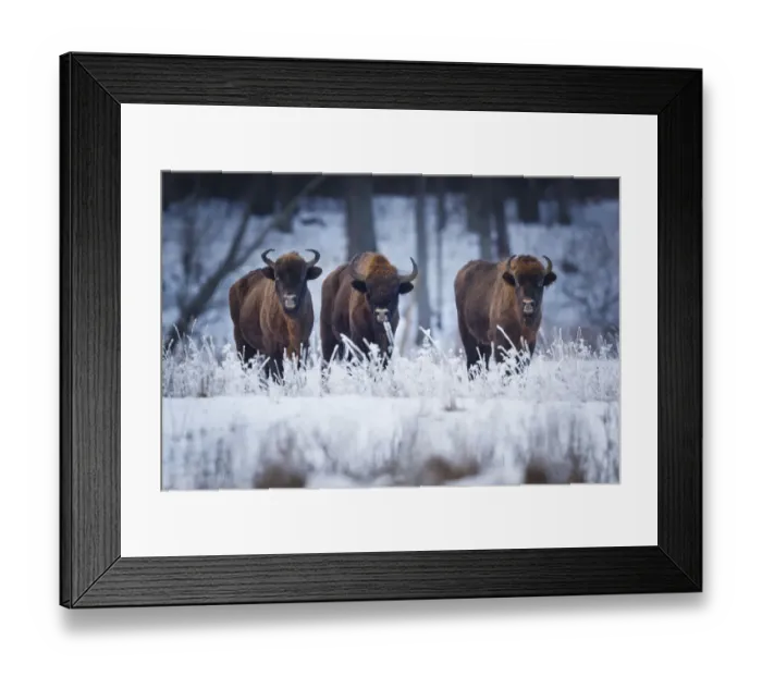Framed Print : European Bison (Bison bonasus) in winter, Białowieza National Park, Poland. January Framed Print : European Bison (Bison bonasus) in winter, Białowieza National Park, Poland. January
