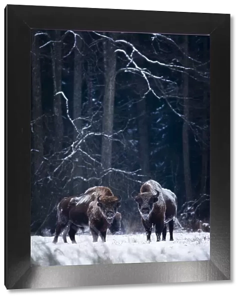 European Bison (Bison bonasus) in winter, Biaowieza National Park, Poland. January