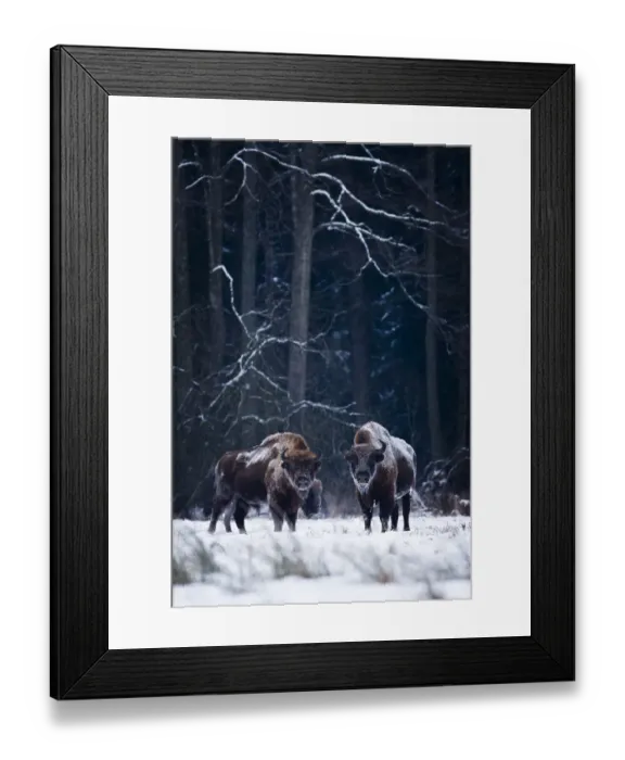 Framed Print : European Bison (Bison bonasus) in winter, Biaowieza National Park, Poland. January Framed Print : European Bison (Bison bonasus) in winter, Biaowieza National Park, Poland. January