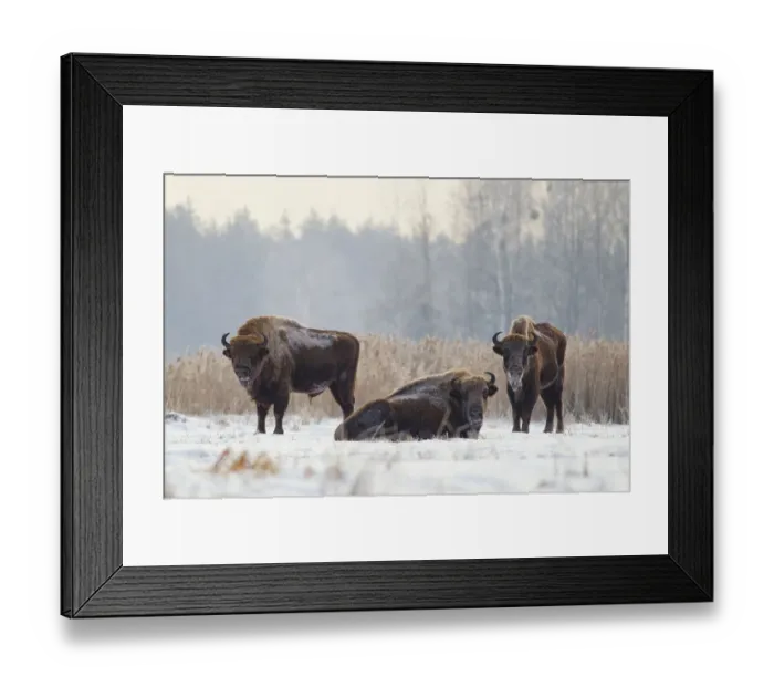 Framed Print : European Bison (Bison bonasus) in winter, Biaowieza National Park, Poland. January Framed Print : European Bison (Bison bonasus) in winter, Biaowieza National Park, Poland. January