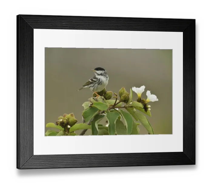 Framed Print : Blackpoll warbler (Setophaga striata) male perched on Mexican olive (Cordia boissieri) Framed Print : Blackpoll warbler (Setophaga striata) male perched on Mexican olive (Cordia boissieri)