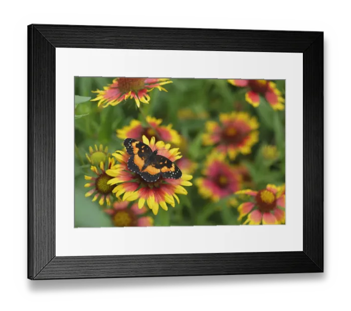 Framed Print : Bordered patch butterfly (Chlosyne lacinia) on Indian blanket (Gaillardia pulchella). Hill Country, Texas, USA Framed Print : Bordered patch butterfly (Chlosyne lacinia) on Indian blanket (Gaillardia pulchella). Hill Country, Texas, USA