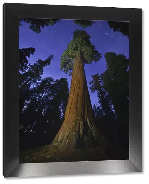 Giant sequoia (Sequoiadendron giganteum) tree in forest at night, view towards canopy and sky. Sequoia and Kings Canyon National Parks, California, USA. October 2013