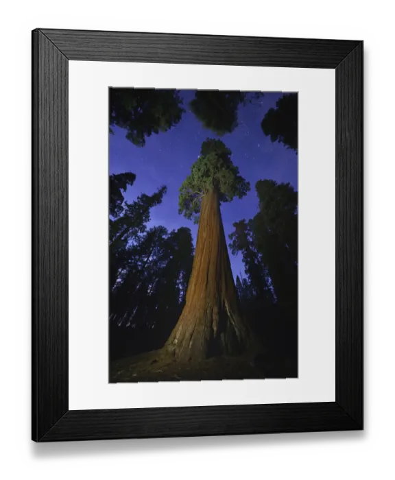 Framed Print : Giant sequoia (Sequoiadendron giganteum) tree in forest at night, view towards canopy and sky. Sequoia and Kings Canyon National Parks, California, USA. October 2013 Framed Print : Giant sequoia (Sequoiadendron giganteum) tree in forest at night, view towards canopy and sky. Sequoia and Kings Canyon National Parks, California, USA. October 2013