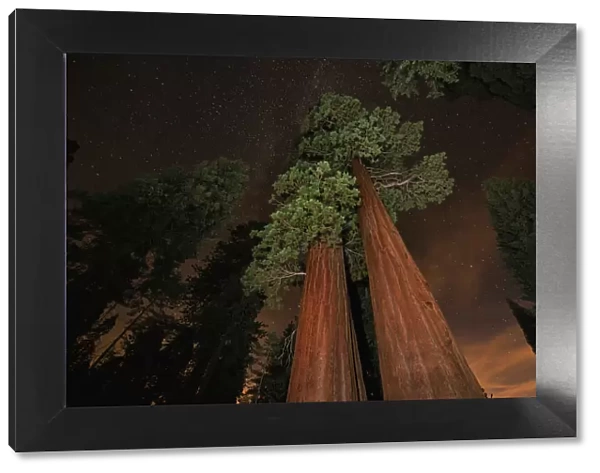 Giant sequoia (Sequoiadendron giganteum) in forest at night