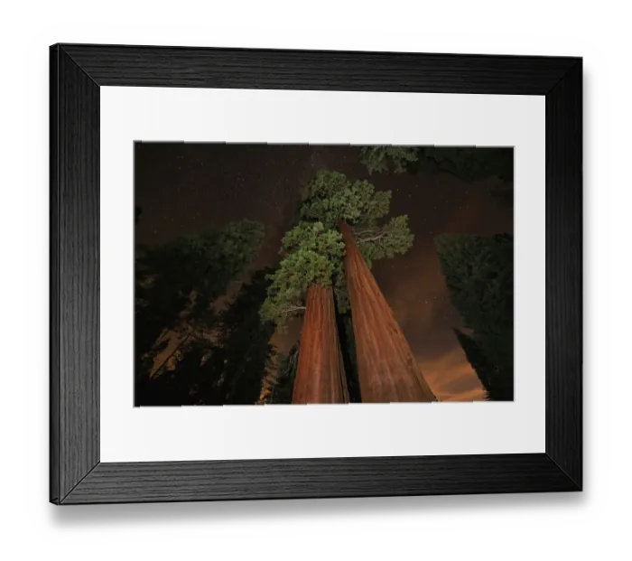 Framed Print : Giant sequoia (Sequoiadendron giganteum) in forest at night Framed Print : Giant sequoia (Sequoiadendron giganteum) in forest at night