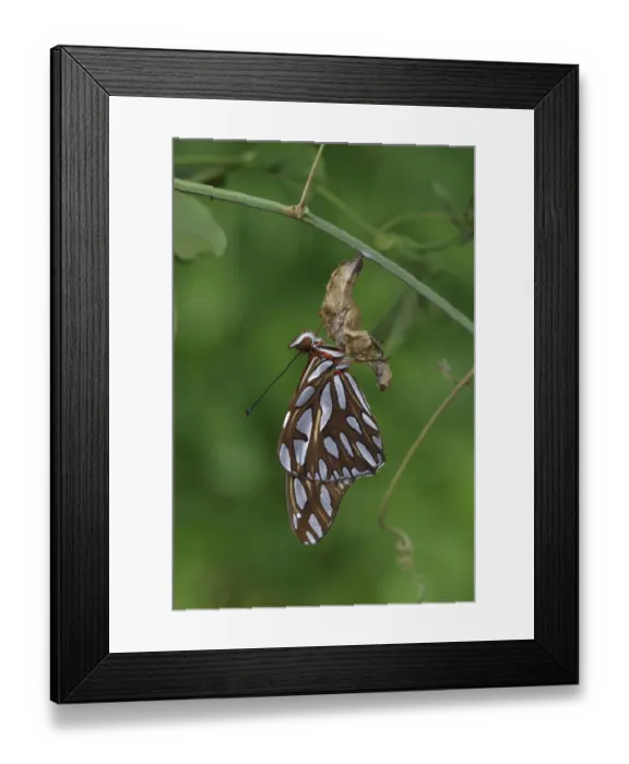 Framed Print : Gulf fritillary butterfly (Agraulis vanillae) expanding wings after emerging Framed Print : Gulf fritillary butterfly (Agraulis vanillae) expanding wings after emerging