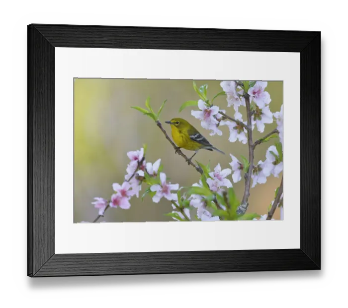 Framed Print : Pine warbler (Dendroica pinus) male perched in blossoming Peach (Prunus persica) tree Framed Print : Pine warbler (Dendroica pinus) male perched in blossoming Peach (Prunus persica) tree