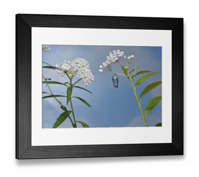 Framed Print : Queen butterfly (Danaus gilippus) emerging from chrysalis on Aquatic milkweed Framed Print : Queen butterfly (Danaus gilippus) emerging from chrysalis on Aquatic milkweed