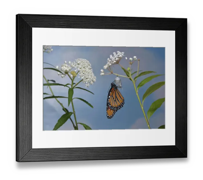 Framed Print : Queen butterfly (Danaus gilippus) expanding wings after emerging from chrysalis Framed Print : Queen butterfly (Danaus gilippus) expanding wings after emerging from chrysalis