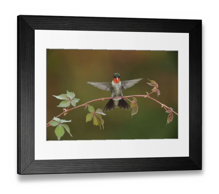 Framed Print : Ruby-throated hummingbird (Archilochus colubris) male landing on Virginia creeper (Parthenocissus quinquefolia). Hill Country, Texas, USA Framed Print : Ruby-throated hummingbird (Archilochus colubris) male landing on Virginia creeper (Parthenocissus quinquefolia). Hill Country, Texas, USA
