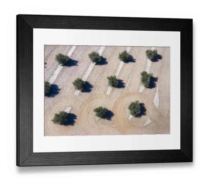 Framed Print : Aerial view of olive field which has been plowed, Toledo, Castilla-La Mancha, Spain Framed Print : Aerial view of olive field which has been plowed, Toledo, Castilla-La Mancha, Spain