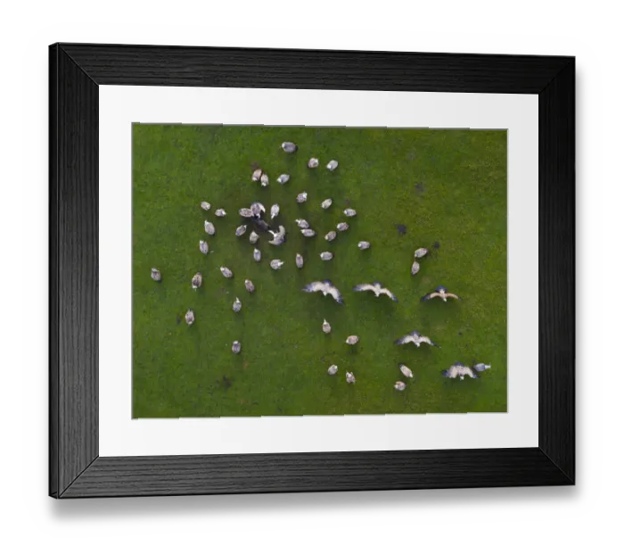 Framed Print : Aerial view of Griffon vulture (Gyps fulvus) flock scavenging dead pig, Cantabria, Spain Framed Print : Aerial view of Griffon vulture (Gyps fulvus) flock scavenging dead pig, Cantabria, Spain