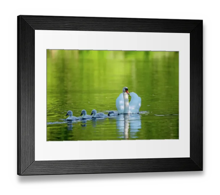 Framed Print : Mute swan, (Cygnus olor) with cygnets, near Turf Locks, Exeter Canal, Devon, UK. May Framed Print : Mute swan, (Cygnus olor) with cygnets, near Turf Locks, Exeter Canal, Devon, UK. May