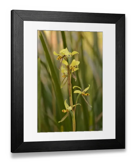 Framed Print : Tiger orchid (Diuris sulphurea). Tasmania, Australia. November Framed Print : Tiger orchid (Diuris sulphurea). Tasmania, Australia. November