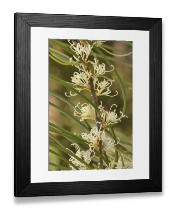 Framed Print : Mountain needlebush (Hakea lissosperma). Tasmania, Australia. November Framed Print : Mountain needlebush (Hakea lissosperma). Tasmania, Australia. November