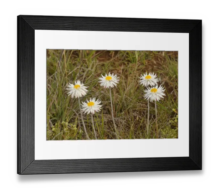Framed Print : Grassland paperdaisy (Leucochrysum albicans var. tricolor). Tasmania, Australia. November Framed Print : Grassland paperdaisy (Leucochrysum albicans var. tricolor). Tasmania, Australia. November