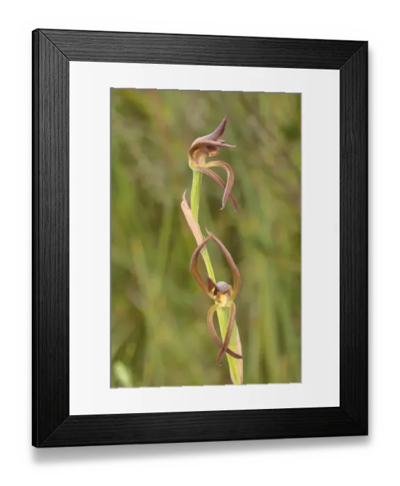 Framed Print : Brown beaks orchid (Lyperanthus suaveolens). Tasmania, Australia. November Framed Print : Brown beaks orchid (Lyperanthus suaveolens). Tasmania, Australia. November