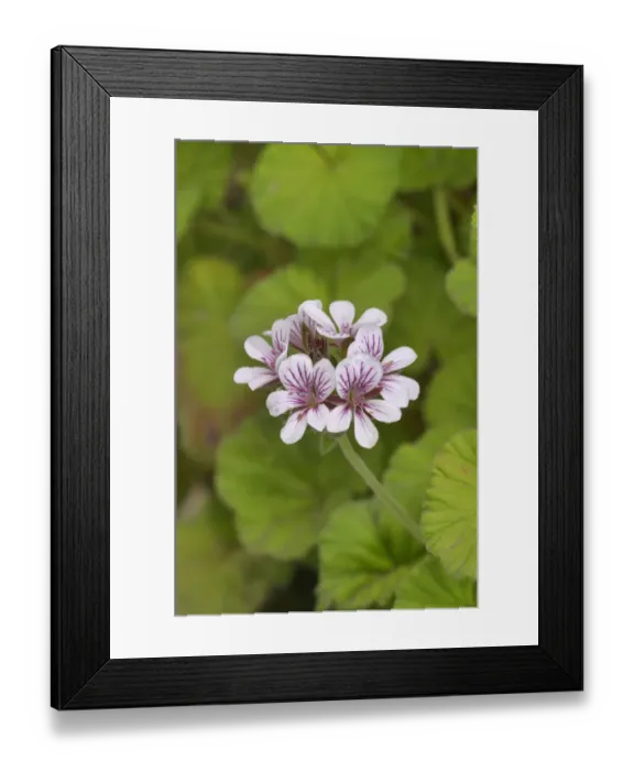 Framed Print : Southern storksbill (Pelargonium australe). Tasmania, Australia. December