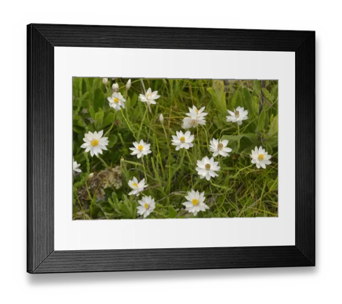Framed Print : Chamomile sunray (Rhodanthe anthemoides). Tasmania, Australia. January Framed Print : Chamomile sunray (Rhodanthe anthemoides). Tasmania, Australia. January