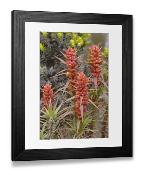 Framed Print : Honeybush (Richea scoparia). Tasmania, Australia. December Framed Print : Honeybush (Richea scoparia). Tasmania, Australia. December
