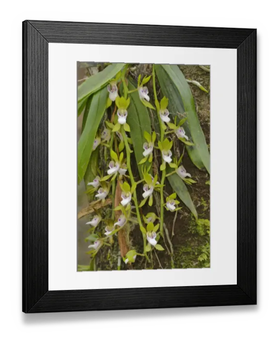Framed Print : Gunns tree orchid (Sarcochilus australis). Tasmania, Australia. November Framed Print : Gunns tree orchid (Sarcochilus australis). Tasmania, Australia. November