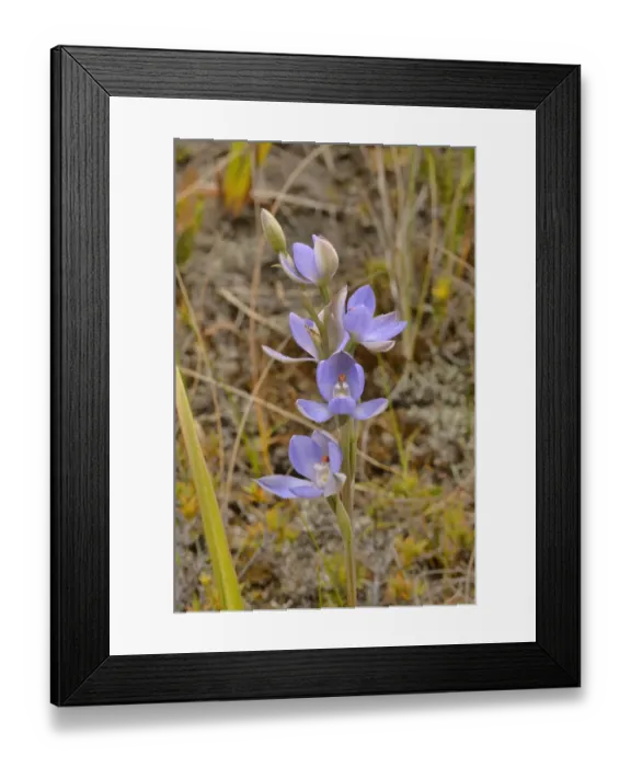 Framed Print : Madonna sun orchid (Thelymitra silena). Tasmania, Australia. October Framed Print : Madonna sun orchid (Thelymitra silena). Tasmania, Australia. October