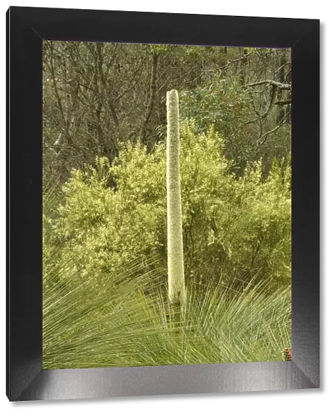 Southern grasstree (Xanthorrhoea australis). Tasmania, Australia. November