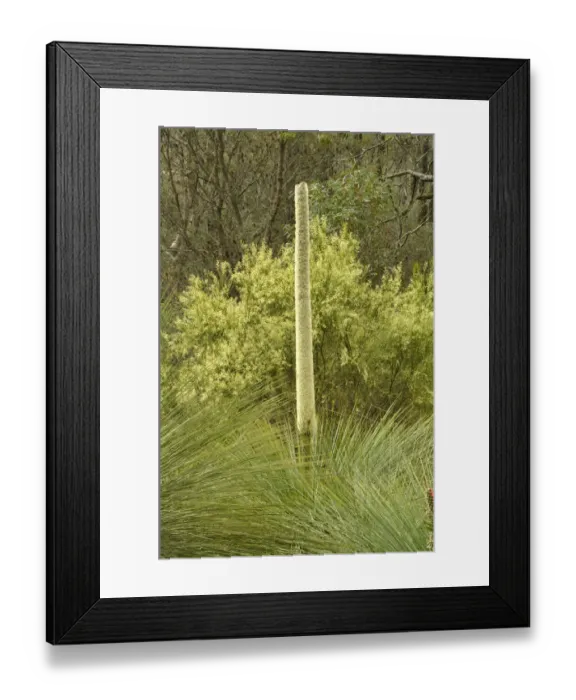 Framed Print : Southern grasstree (Xanthorrhoea australis). Tasmania, Australia. November Framed Print : Southern grasstree (Xanthorrhoea australis). Tasmania, Australia. November