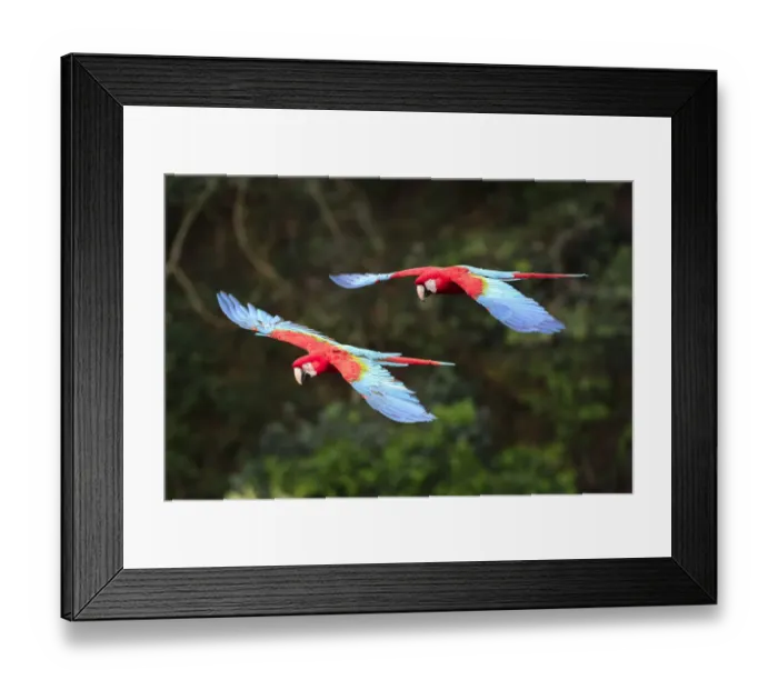 Framed Print : Red-and-green macaws (Ara chloropterus) in flight over forest canopy Framed Print : Red-and-green macaws (Ara chloropterus) in flight over forest canopy