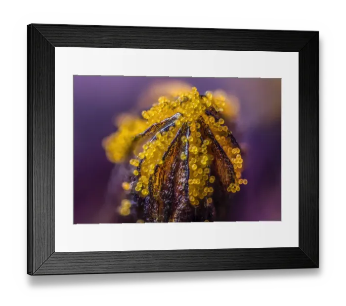 Framed Print : African daisy (Osteospermum jucundum) at approx 10x magnification Framed Print : African daisy (Osteospermum jucundum) at approx 10x magnification